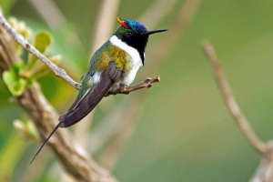 Najmanja ptice na svijetu. Top 10 Najmanja ptice na svijetu. Top 10